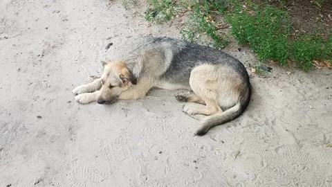 The dog lying on the ground on a hot day.The dog rolled into a ball. Stock Footage 135236552