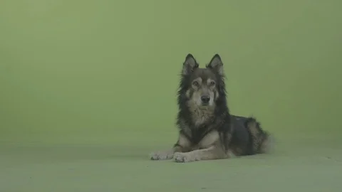 Dog lying on the ground looking - frontal Stock Footage 84883268