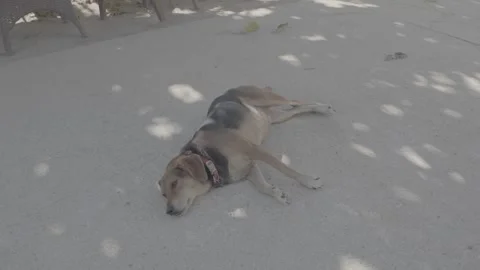 A dog lying on the ground in Paphos, Cyprus Stock Footage 344056268