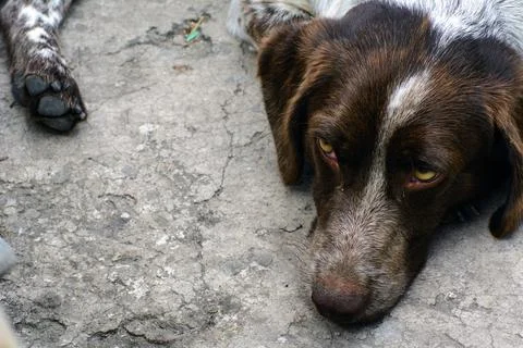 A dog lying on the ground Stock Photos