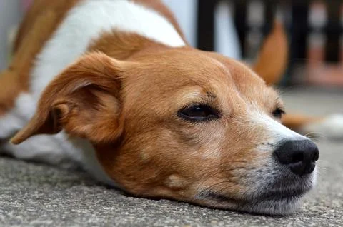 Dog lying on the ground Stock Photos