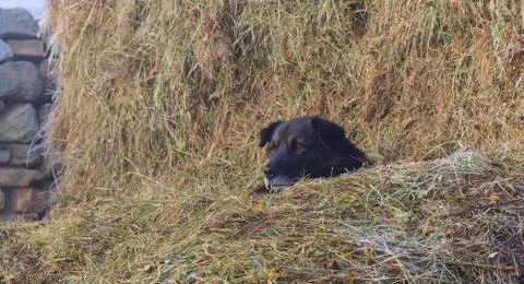 Dog lying in a haystack Stock Photos