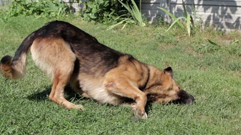Dog lying on his back Stock Footage 68062267