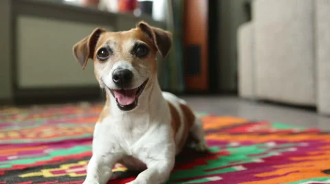 Dog lying inside the room Vídeo Stock 53355759