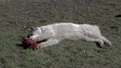 A dog lying on its back has found an old plush toy and is playing with it, a Stock Footage 166751429