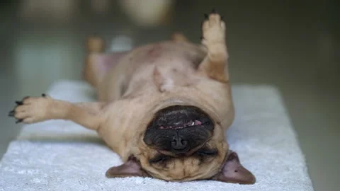 A dog lying on its back on white mat. Vidéo 158540396