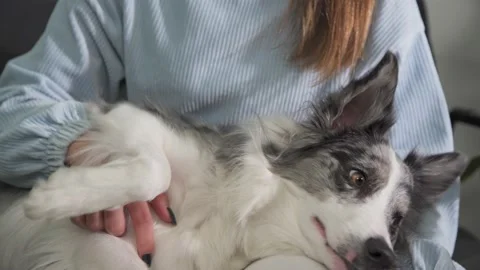 The dog is lying on its side on her trainer's lap and she is stroking his belly Vidéo 149216588