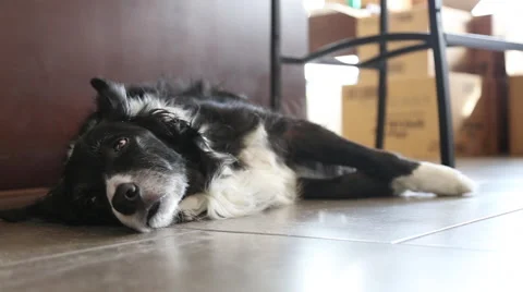 Dog Lying On Kitchen Floor Among Moving Boxes 3 Stock Footage 46629318