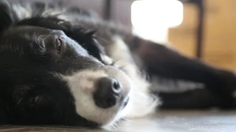 Dog Lying On Kitchen Floor Among Moving Boxes 4 Stock Footage 46629344