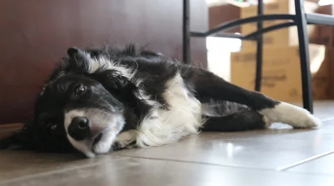 Dog Lying On Kitchen Floor Among Moving Boxes Stock Footage 46629465