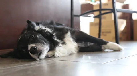 Dog Lying On Kitchen Floor Among Moving Boxes 2 Stock Footage 46629507