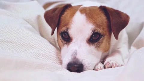 Dog lying on light bed linen, resting head on paws and looking at camera. Stock Footage 168733372