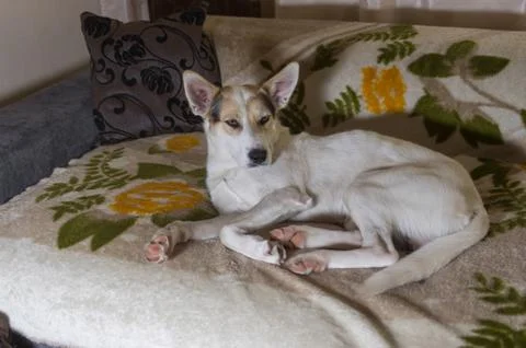 Dog lying lonely  on a sofa Stock Photos