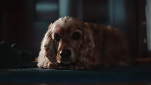 A dog is lying on a mat, relaxing in a softly lit indoor space. The animal Stock Footage 339093717