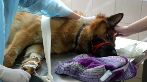 Dog lying on the operating table Stock Footage 64258744