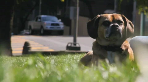 Dog Lying in Park Stock Footage 865920