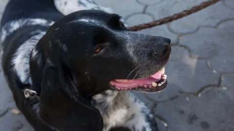 Dog lying on park paths Stock Footage 75811394