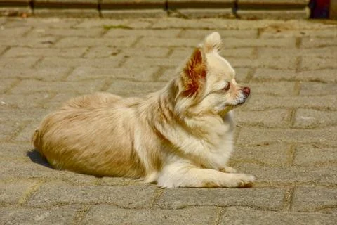 The dog is lying Stock Photos