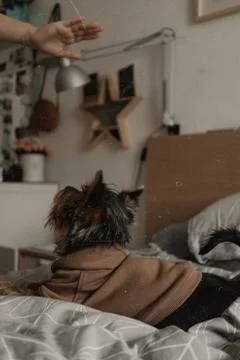 The dog is lying Stock Photos