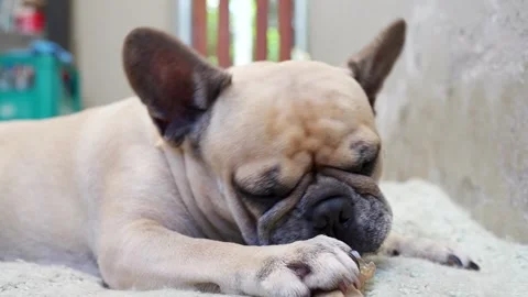 Dog lying on pillow chewing rawhide bone indoor. Vidéo 260860047