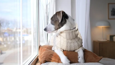 Dog Lying On Pillow, Looking Through The Window And Waiting For the Owner. Stock Footage 106567368