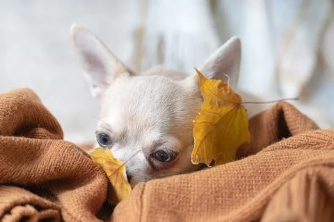Dog lying on a plaid with maple fallen leaves. Puppy chihuahua warms under a  Stock Photos