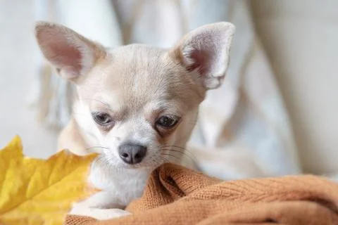 Dog lying on a plaid with maple fallen leaves. Puppy chihuahua warms under a  Stock Photos