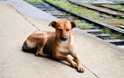 Dog lying on the platform Stock Photos