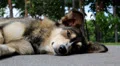 Dog lying on the road HD Footage