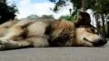 Dog lying on the road HD Footage