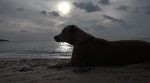 Dog Lying on the Sand at the Beach against the Sea at Dawn. Slow Motion Stock Footage 58604657
