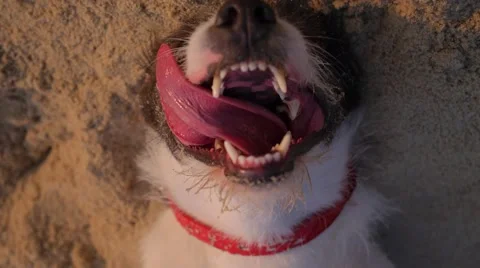 Dog Lying on Sand on Beach with Open Mouth Resting Stock Footage 63892652