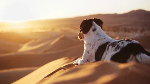 Dog Lying On Sand Dune Watching Sun Set In Desert Stock Footage 146103229