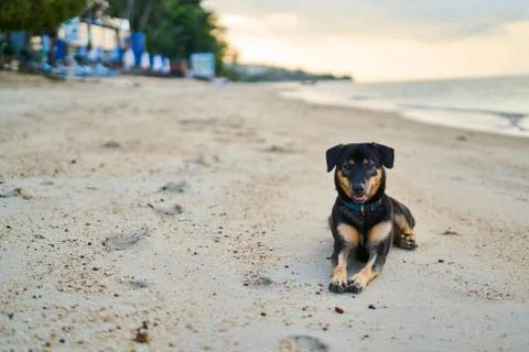 The dog is lying on the sandy beach Stock Photos