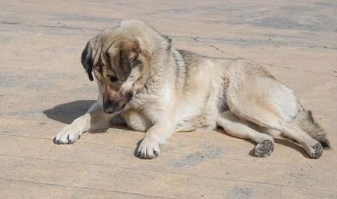 Dog lying on sandy ground, looking down with a relaxed posture Stock Photos