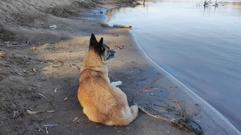 Dog Lying On Shore Video Stock Footage 291266925