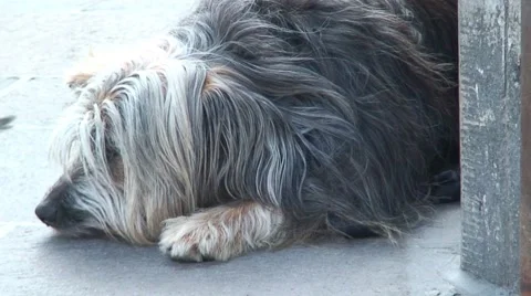 Dog Lying on Sidewalk Stock Footage 990270