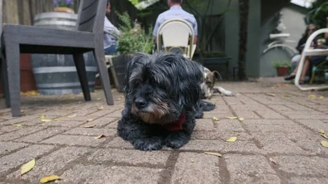 A dog lying on a sidewalk Stock Footage 155357700