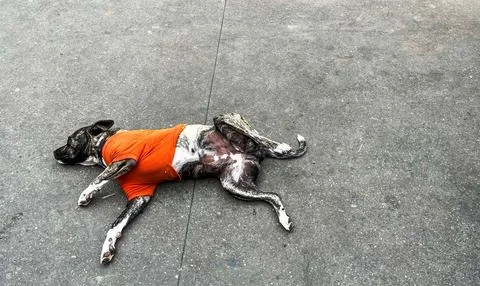 Dog lying on sidewalk Stock Photos