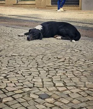 Dog lying on the sidewalk Stock Photos