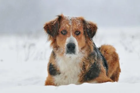 Dog lying in snow Stock Photos