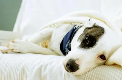 Dog lying on sofa with blanket Stock Photos