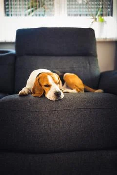 Dog lying on the sofa. Canine background Stock Photos