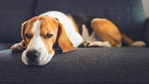 Dog lying on the sofa. Canine background Stock Photos