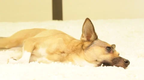 Dog lying on the sofa Stock Footage 56720282