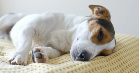 Dog lying on sofa Stock Footage 94629155