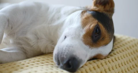 Dog lying on sofa 스톡 동영상 94629520