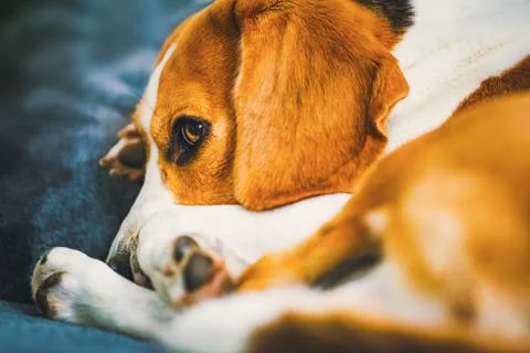 Dog lying on the sofa. Funny beagle pose. Canine background Stock Photos