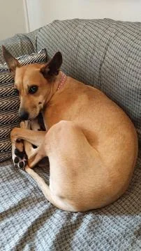 Dog lying on sofa Stock Photos