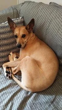 Dog lying on sofa Stock Photos